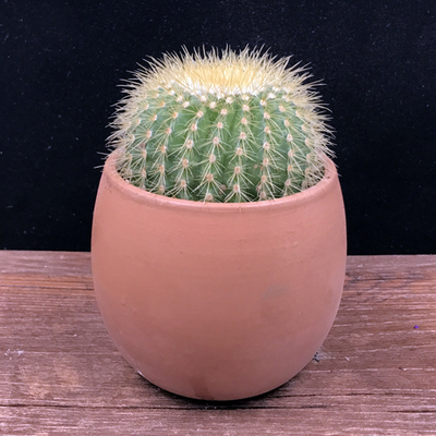 银冠仙人球仙人掌小盆栽盆景室内办公室阳台花卉绿植多肉防辐射