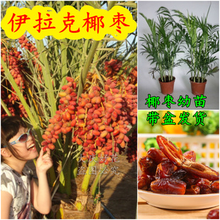 椰枣 波斯枣无漏子番枣海棕海枣椰子树苗种子包邮 伊拉克椰枣树苗