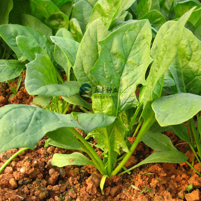 圆叶大菠菜种子波斯菜菠薐菠柃鹦鹉菜红根菜 飞龙菜 蔬菜种子批发