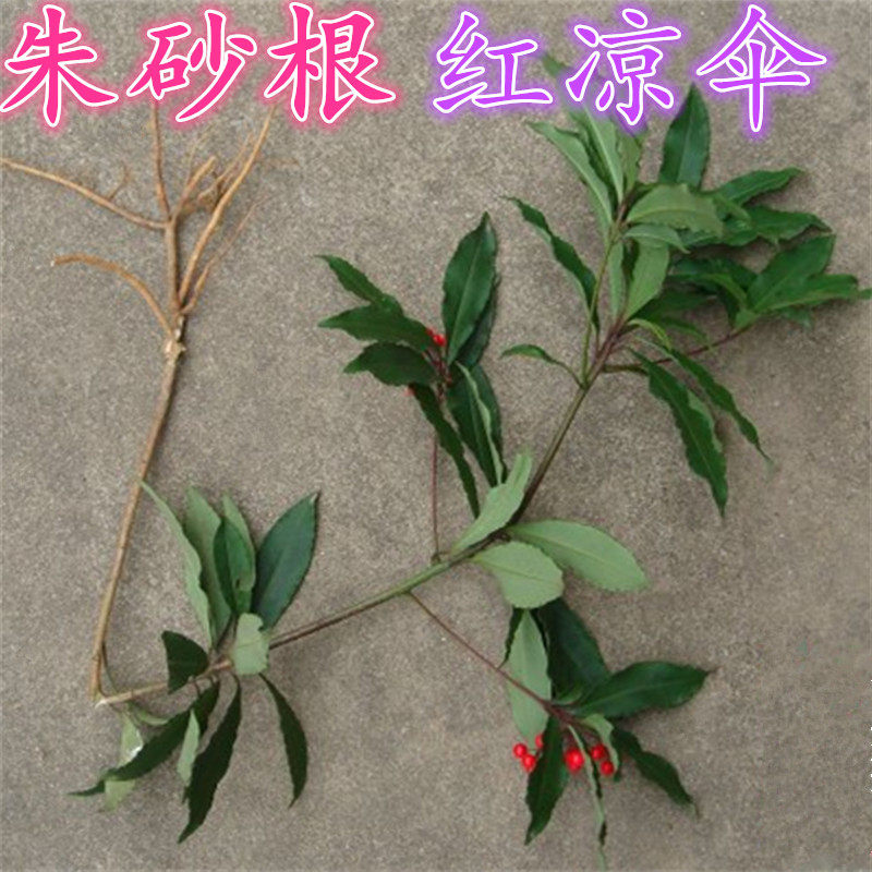 野生新鲜中药材朱砂根红轮伞红凉伞珍珠伞大罗伞郎伞500克2斤包邮