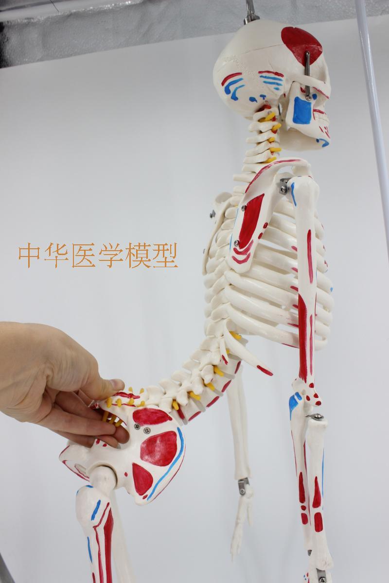 85cm人体骨骼带全身肌肉起止点 骷髅骨架 教学医学 医患沟通模型