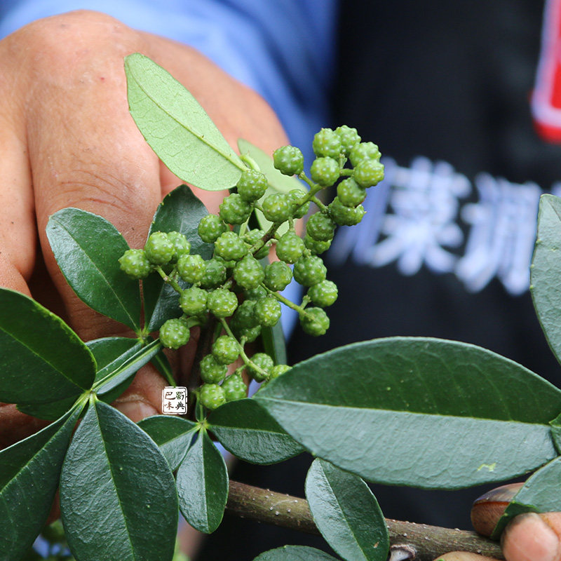 鲜麻椒,麻椒辣椒,花椒麻椒_文秘苑图库