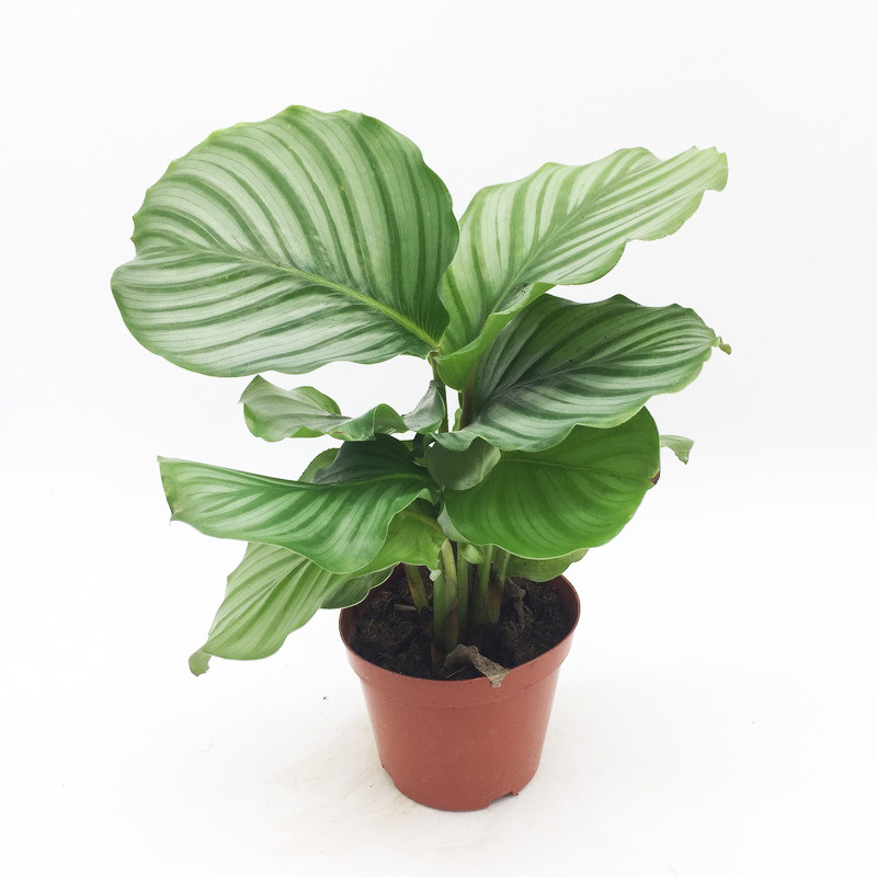 竹芋 观叶植物 青苹果喜阴植物盆栽室内客厅水培植物 水生植物