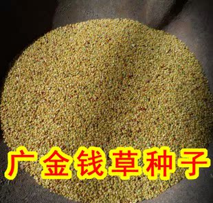 广金钱草种子 大叶金钱草种子 中药材种子 广西金钱草种子 新货