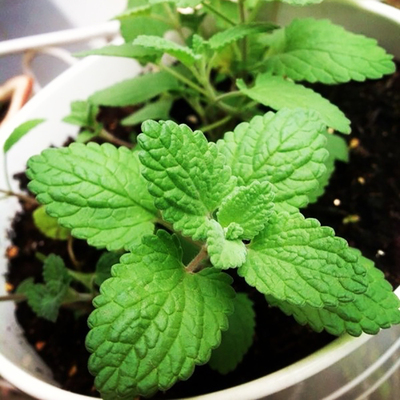 嗨皮猫-猫薄荷种植套装猫薄荷种子催吐毛球改善食欲猫薄荷盆栽