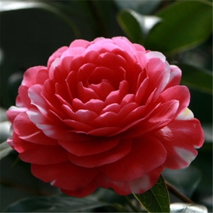 花鹤翎盆栽茶花苗山茶树苗花卉植物阳台庭院开花绿植带花苞包邮