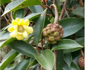 藤本花卉,開花如臘梅的南五味子梅花鑽,觀花賞果(非果用品種)