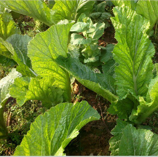 2017年江西高安农家自制/天然,梅菜干 芥菜干 腌干菜 干盐菜500克