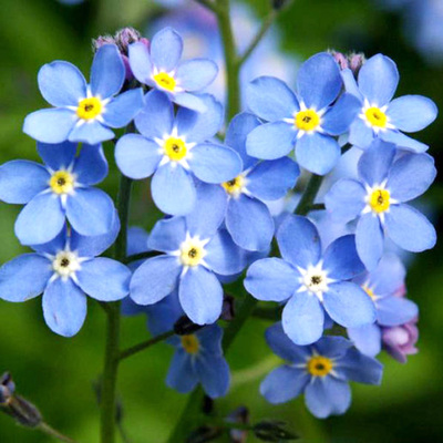 勿忘草花种子 宿根多年生勿忘我种子 阳台盆栽耐热易种花卉种子