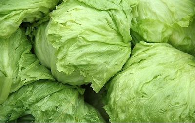 新鲜球生菜有机西生菜精品圆生菜蔬菜沙拉500g江浙沪五斤包邮