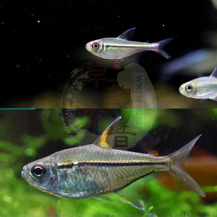 南美野生公主灯鱼红尾金芒灯热带鱼观赏鱼水草造景缸异型鼠鱼混养