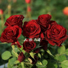 天狼月季朱诺杯花苗阳台盆栽日月花卉四季开花庭院玫瑰花观花植物_双