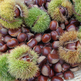 农家 嫩毛栗子农家油栗板栗非甘栗仁 生板栗河北迁