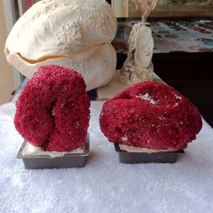 包邮大块管状红白珊瑚造景水族箱鱼缸装饰假山奇彩石家居摆件