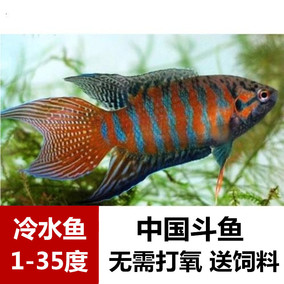 白雲金絲 超好養的冷水魚 淡水魚 觀賞魚燈魚 冬天不加熱 能群遊