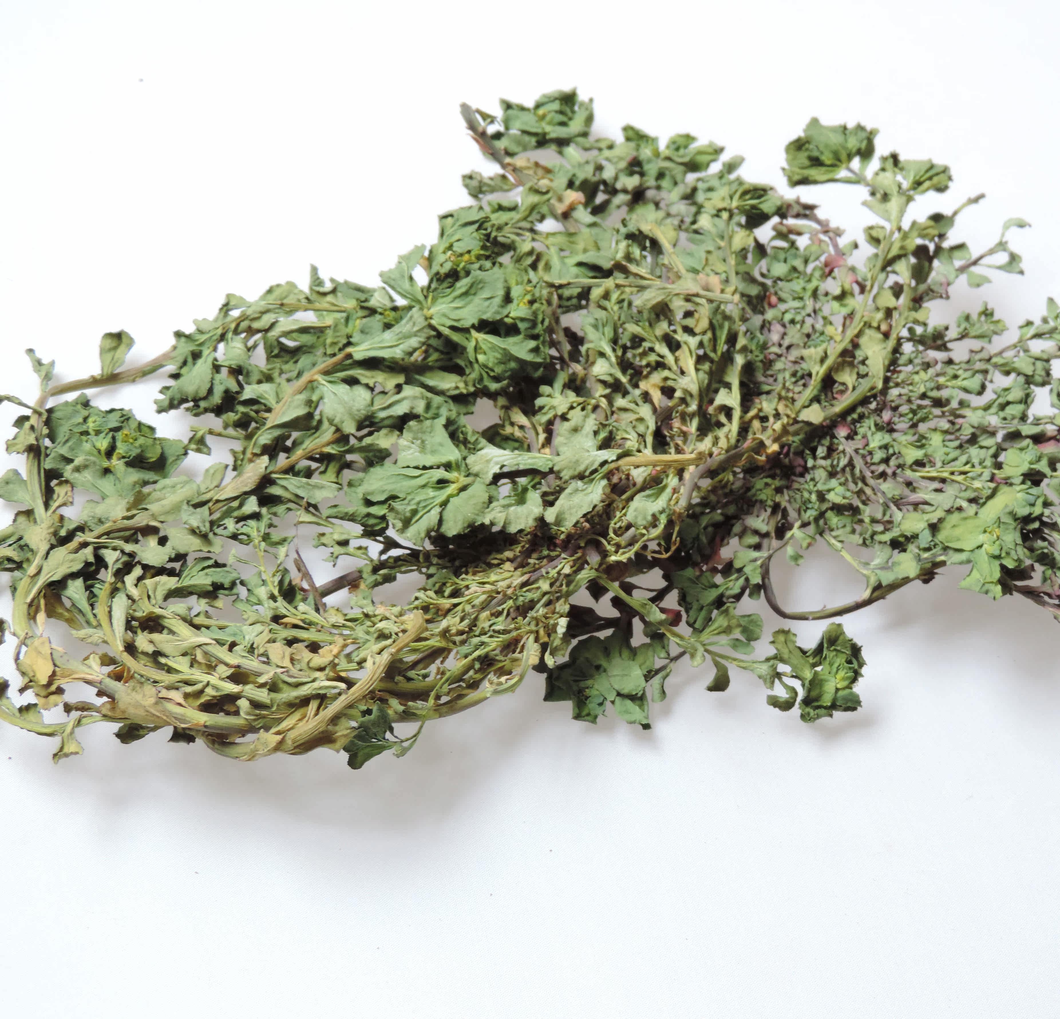 野生猫眼草 泽漆 五朵云 17年新品干货 新鲜猫眼草 500g