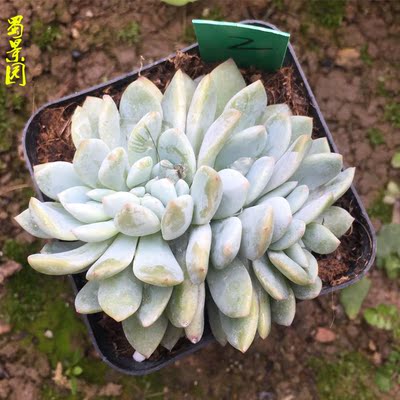 芙蓉雪莲缀化 芙蓉雪莲老桩多头群生 防辐射 多肉肉植物一物一拍