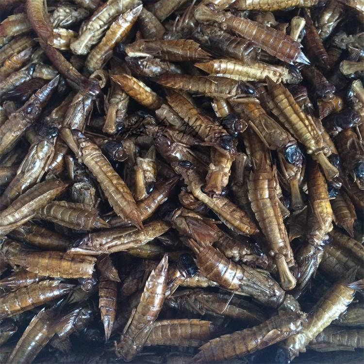 贵州毕节威宁特产威宁蜻蜓蛹 草海野生蜻蜓蛹半斤 韵达包邮