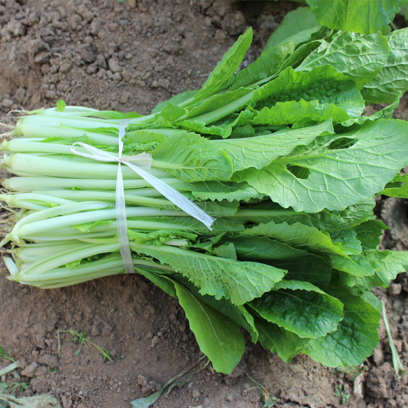 密云 新鲜 小白菜 鲜嫩青菜 农家肥无农药 时令蔬菜北京当日到达