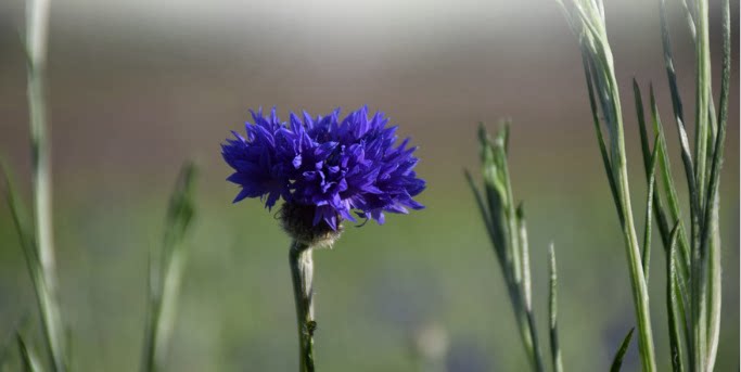 jes 芳疗 有机矢车菊koufu级别纯露