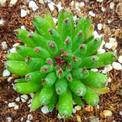 萱萱多肉植物园【百惠】办公室阳台绿植花卉吸甲醛防辐射奇趣盆栽