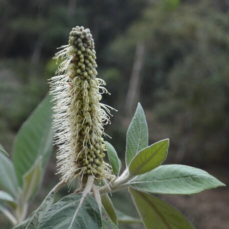 云南中草药 中草药配方抓药 唇形科 思茅中草药选 野生米团花