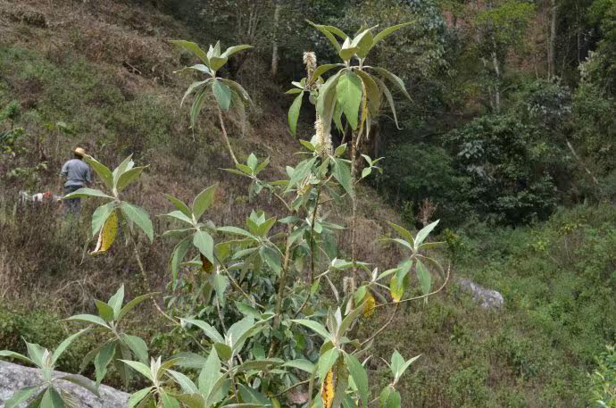 云南中草药 中草药配方抓药 唇形科 思茅中草药选 野生米团花