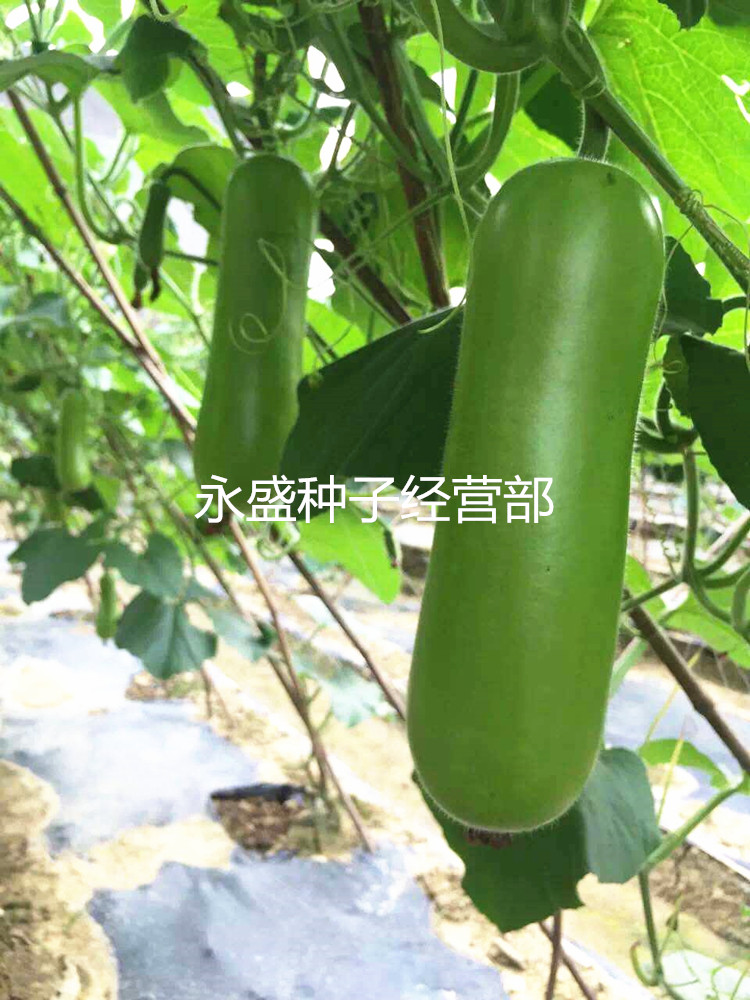 短瓠瓜,瓠瓜,瓠瓜_大山谷图库