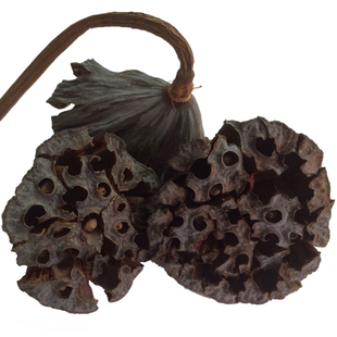 天然 莲房莲壳天然野生晒干莲蓬壳 天然晒干无添加无加工特价 水芝丹