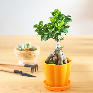 人参榕 土培 绿植室内盆栽 花卉盆景植物 从小贱生 超级好养