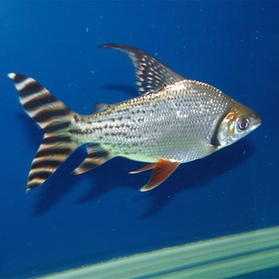 活体 热带鱼观赏鱼 旗鱼 星条飞凤鱼 星条鱼 热带鱼 淡水鱼 宠物鱼