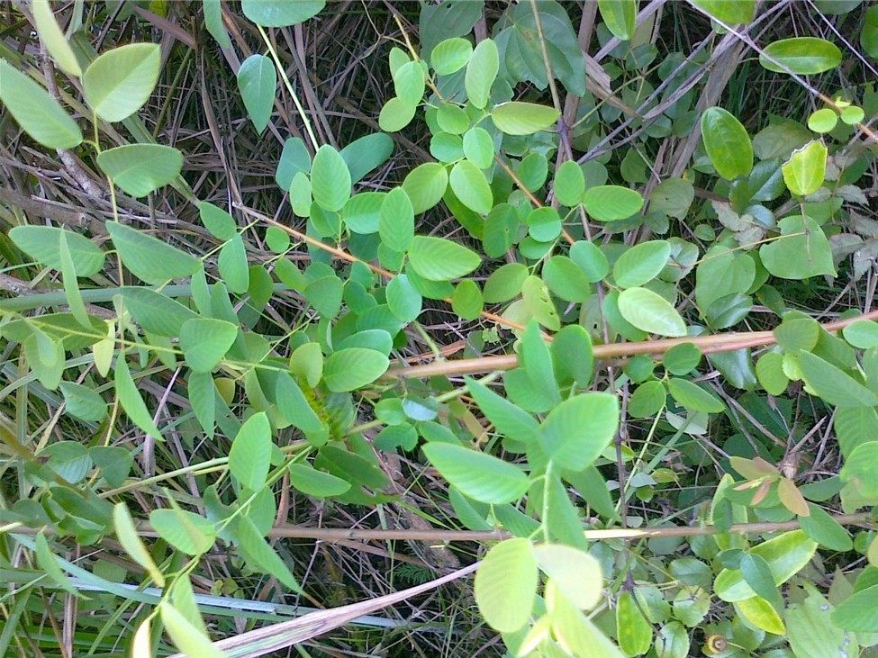 正品野生中药材铁包金 乌金藤 老鼠草 老鼠屎 光枝勾儿茶 干品