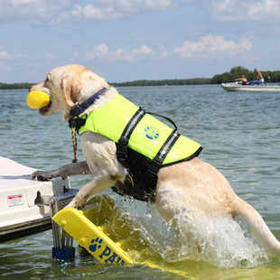 宠物狗 aboard宠物狗狗救生衣海滩安全衣大中小型犬游泳衣 美国原单