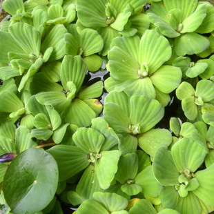 鱼缸大叶浮萍水芙蓉水族箱水晶虾缸除硝酸盐懒人水草净化水质