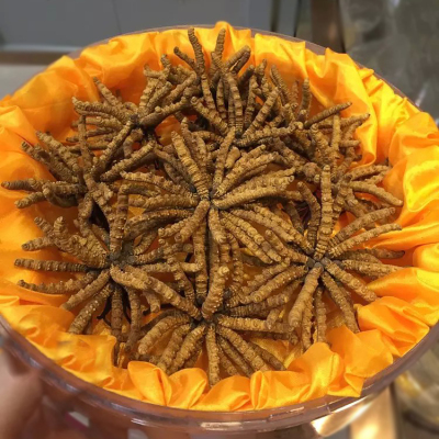 利辉药业虫草正宗冬虫夏草西藏那曲野生新鲜虫草西藏特产3根/克