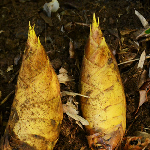 野生新鲜高山冬笋 嵊州西白山农家现挖发货500克 绿色纯天然