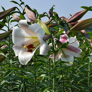 新鲜食用龙牙百合种球种子 正宗湖南龙牙非进口 百合花卉可盆栽