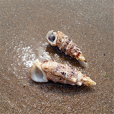 欧洲蟹守螺4-6厘米/海螺贝壳鱼缸水族造景家居地台贴墙婚庆装饰