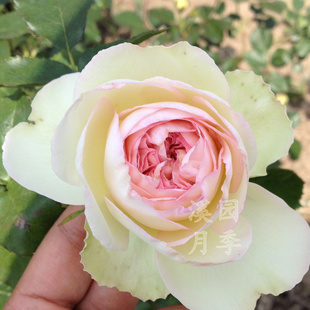 白色龙沙白龙粉龙经典藤本爬藤 欧月 溪园月季玫瑰花苗盆栽植物