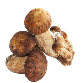 【现货】云南野生牛肝菌 包邮 美味牛肝菌 新鲜品牛肝菌菇1000g