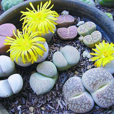 生石花 pp花肉肉混合苗石头玉屁屁屁股花多肉植物趣味绿植含盆
