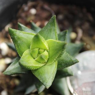 多肉植物【龙爪 鹰爪 迷你芦荟办公桌面绿植盆栽 趣味植物