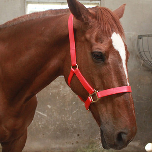 头套 牵马笼头 八尺龙马具配件 红色pvc马笼套牵马笼头马龙头套马绳