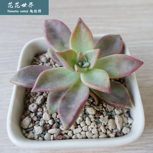 韩彩莲 多肉植物 肉肉植物 办公已售0件