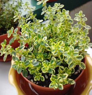 四季柠檬金边百里香 做菜调料 泡茶杀菌 驱虫 常绿易种植 新品上架