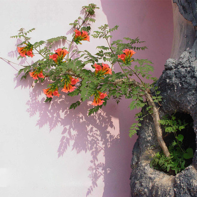 盆栽花卉美国凌霄花 自然攀援物体 阳台盆栽植物 当年开花