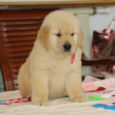 纯种大头金毛幼犬 导盲犬 金毛猎犬寻回犬活体宠物狗狗出售中大型