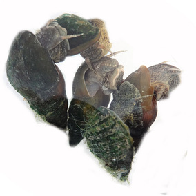 舌尖上的中国2美食 开化青蛳 清水螺蛳清蛳青丝田螺包邮 尝鲜500g