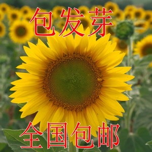 食用葵花种子观赏矮生迷你向日葵籽生瓜子向日葵高产型油葵籽花卉