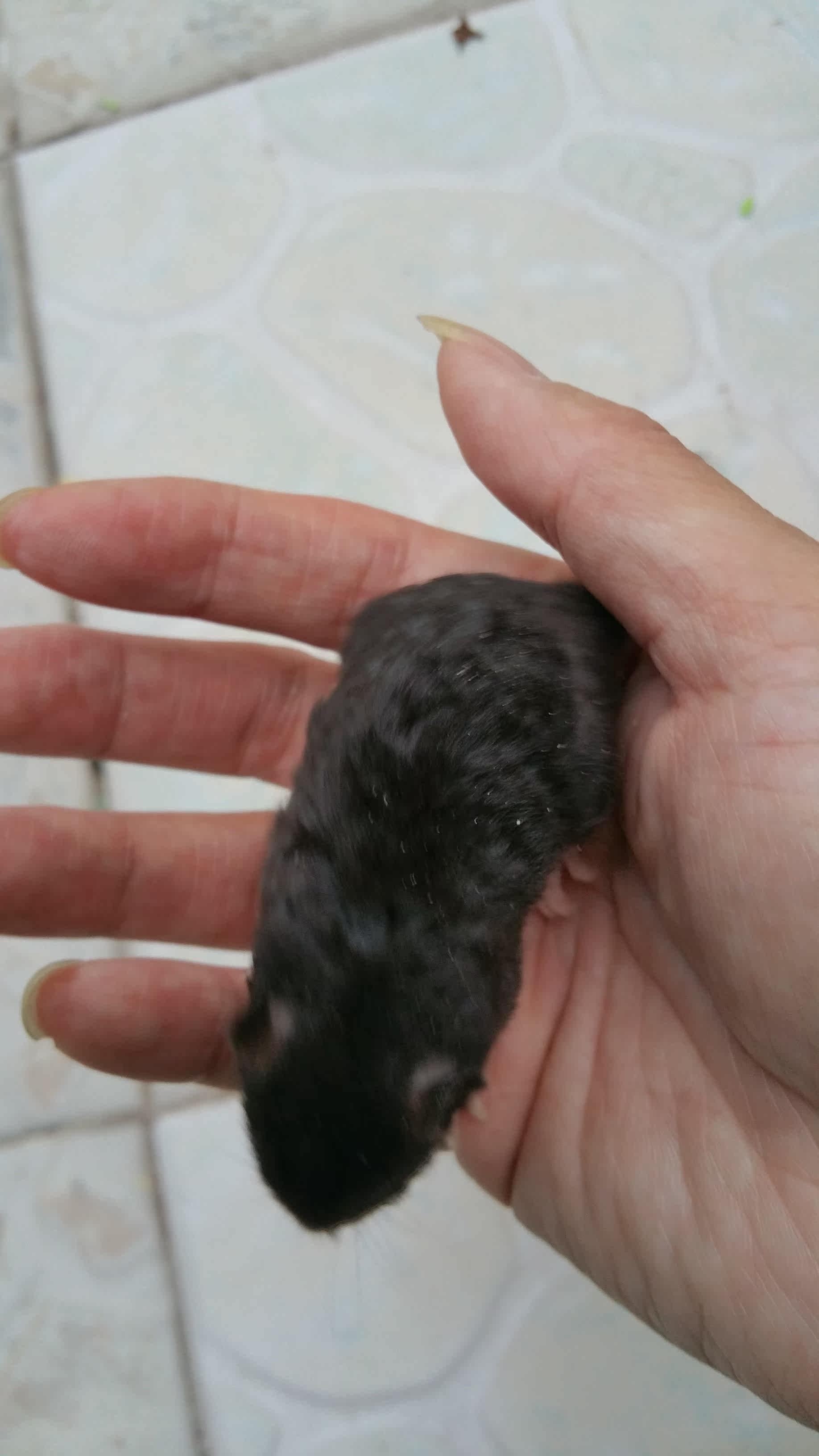 白手套花枝鼠,花枝鼠,花枝鼠吧_大山谷图库